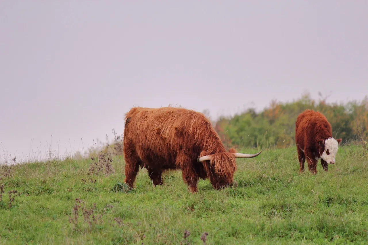 Cattle Rustling A Deadly Multi-billion Shillings Business